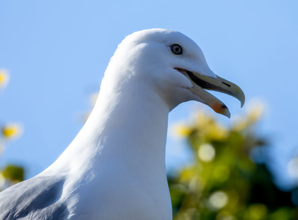 特写镜头的海鸥(Larinae)对阳光模糊的蓝天背景图片下载