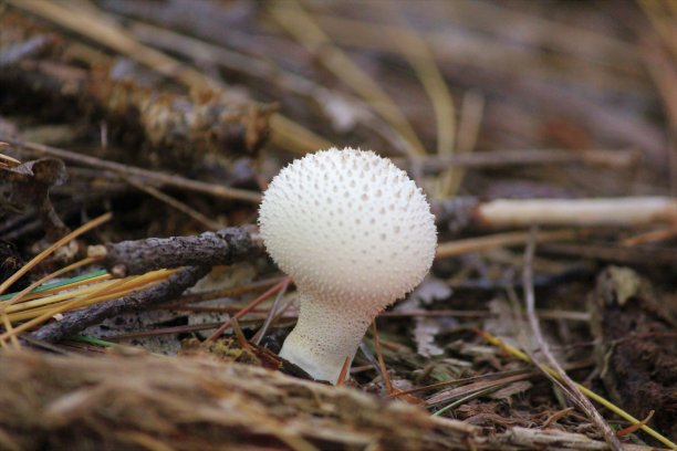 小蓬松球蘑菇图片下载