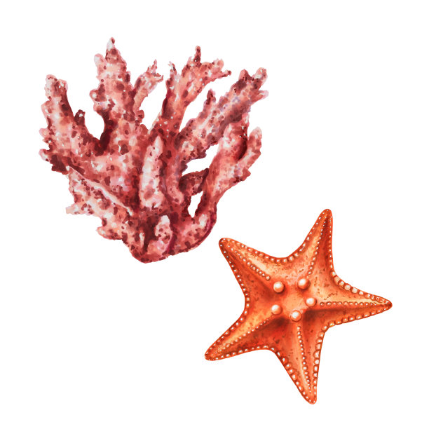 水彩海星和珊瑚。手绘剪纸水下生活对象在一个白色孤立的背景。为设计师，装饰，明信片，包装纸，剪贴簿，封面，请柬，婚礼设计，海报和纺织品图片下载