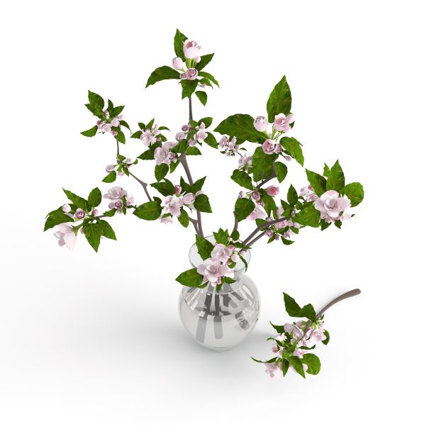 在白色背景上孤立的玻璃花瓶中的花卉植物的3D渲染图片下载