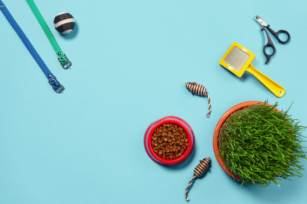 平面布局组成与配件的猫在蓝色的背景。宠物护理。图片下载