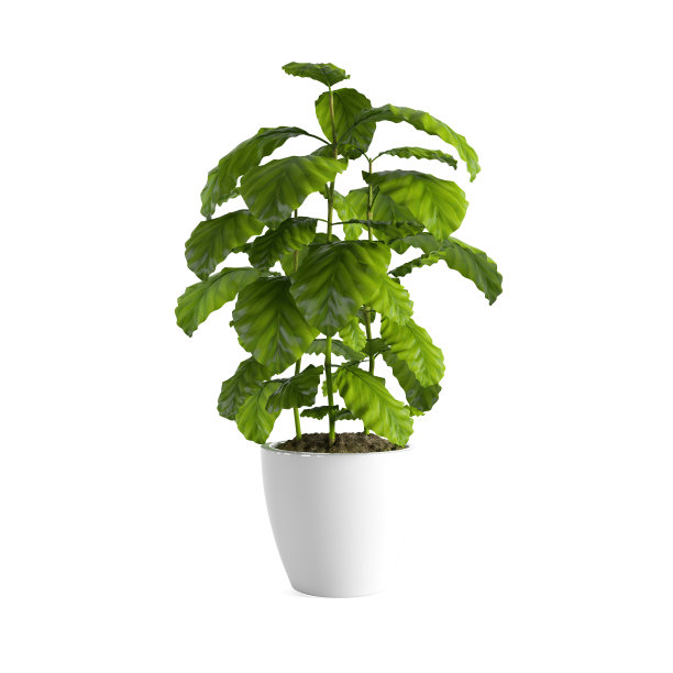 在白色背景上孤立的白色花盆中郁郁葱葱的绿色咖啡植物的3D渲染图片下载