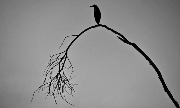 巴西潘塔纳尔，一只长着尖嘴的黑鸟停在干燥的树枝上图片下载