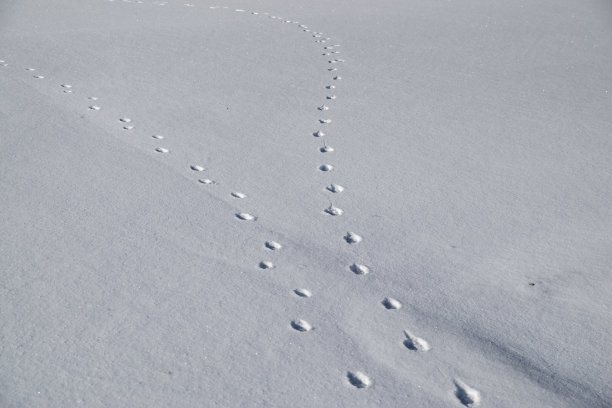 雪地上的动物脚印图片下载