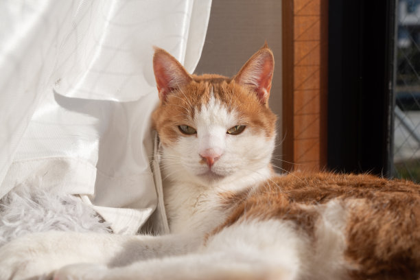 放松的猫图片下载