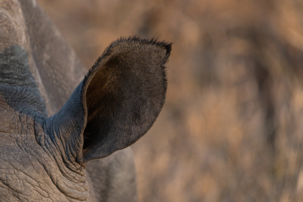 白犀牛耳朵特写，背景模糊。图片下载