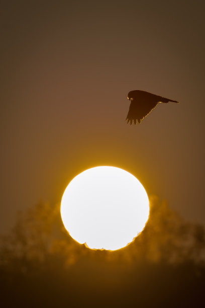 垂直拍摄的太阳和一只飞翔的鸟在日落时在灰色的背景图片下载