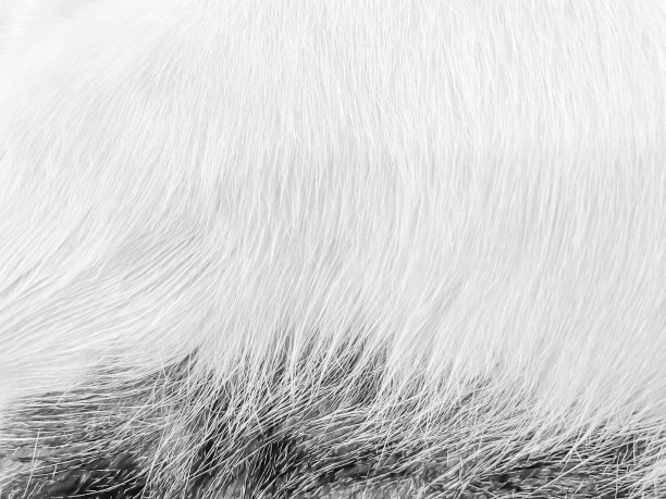 抽象的背景，纹理和图案的黑白色调接近柔软的猫毛图片下载