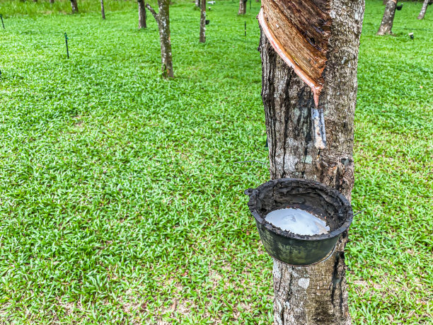 特写的黑色碗，白色的生乳胶和树皮橡胶树与绿色的草地背景在橡胶种植园图片下载