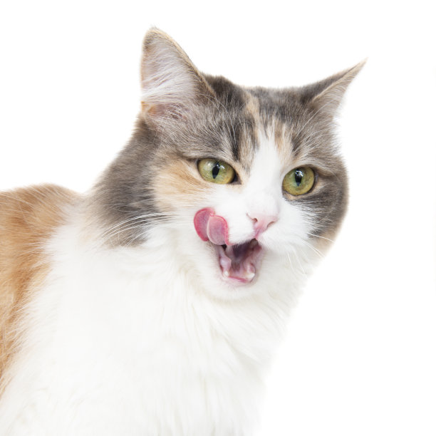 有趣的美丽毛茸茸的猫在白色背景上孤立地舔着图片下载