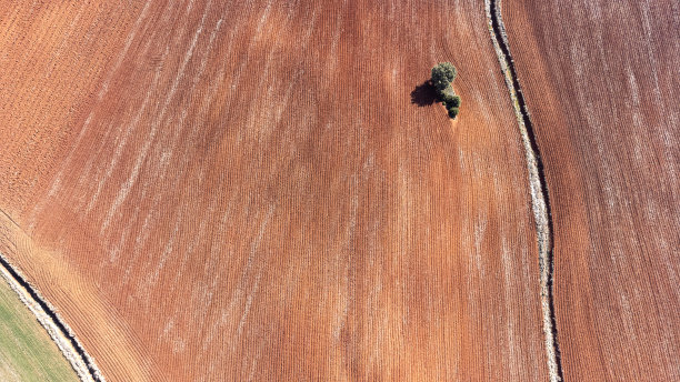在西班牙卡斯蒂亚的农田里，耕地、耕地和散落的树木图片下载