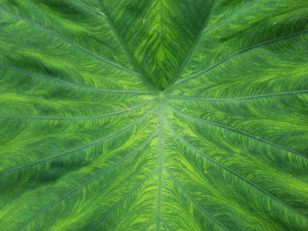 绿芋叶，大绿叶，外用森林植物。图片下载