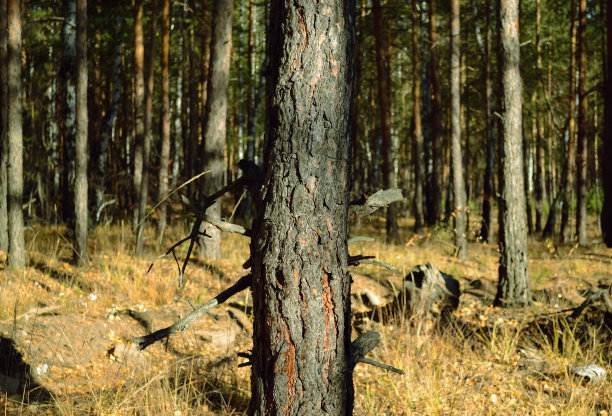 特写的松树树干在浓密的灌木丛的秋天森林图片下载