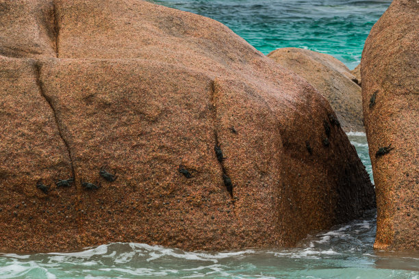 在拉迪格海滩，螃蟹躺在海浪中的岩石上。图片下载