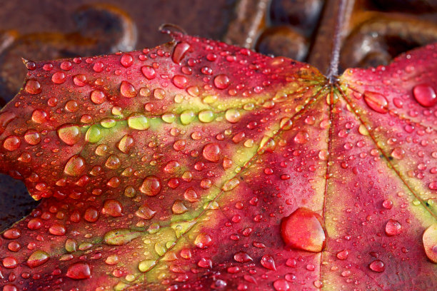 秋天色彩鲜艳的枫叶与水滴图片下载