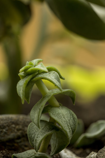 漂亮的微距照片植物在窗口的盒子图片下载