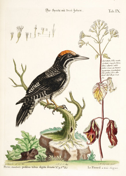 鸟类插图-啄木鸟图片下载