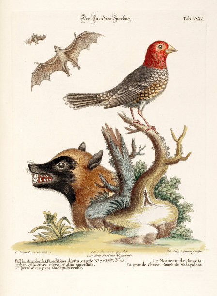 鸟插图-马达加斯加的一只鸟，一只蝙蝠和一只狐狸图片下载