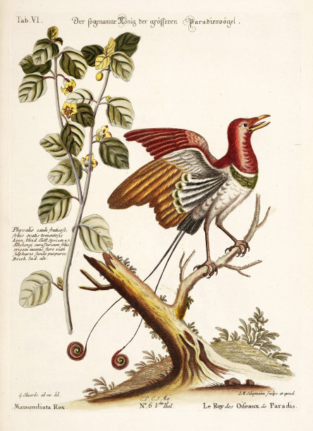 鸟类插图-天堂鸟图片下载