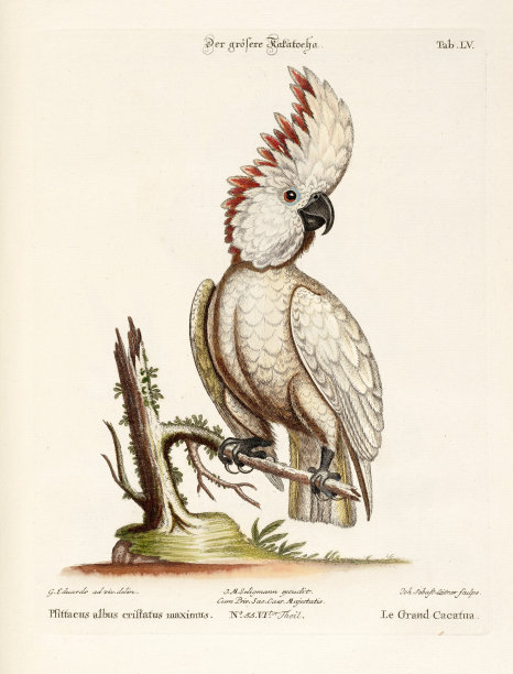 鸟类插图-仙人掌鸟图片下载