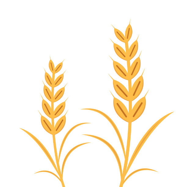 小麦图案壁纸。燕麦的象征。大米的迹象。米色壁纸。图片下载