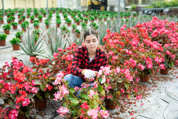 农场女工扛着粉红色的海棠图片下载