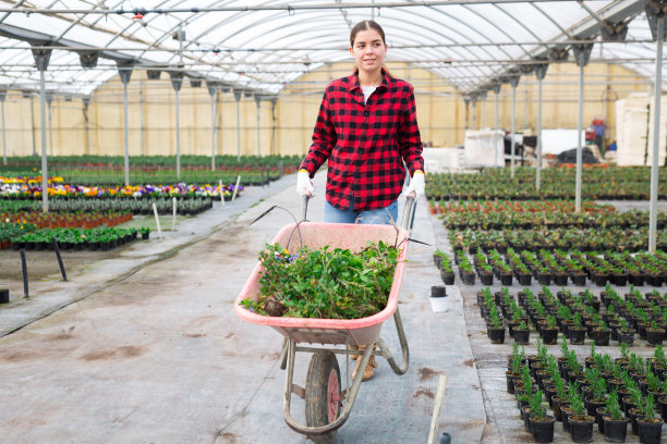 妇女在温室用手推车工作图片下载