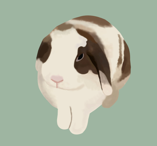 垂耳的兔子图片下载