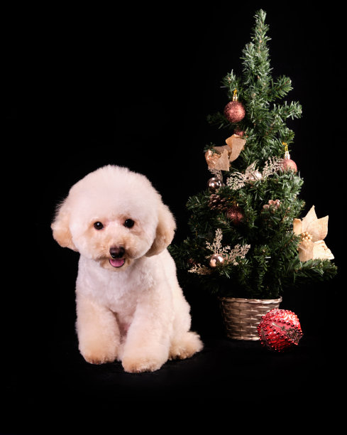 有趣的狮子狗小狗的现代颜色在圣诞树前的黑色背景。垂直图图片下载