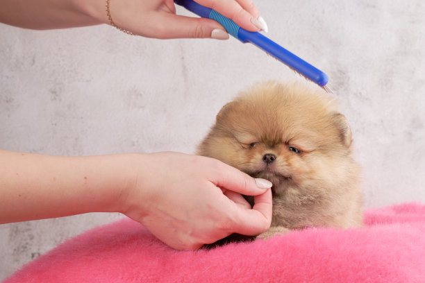 一个女人的手用梳子梳理一个波美拉尼亚小狗特写图片下载