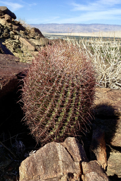 仙人掌特写图片下载