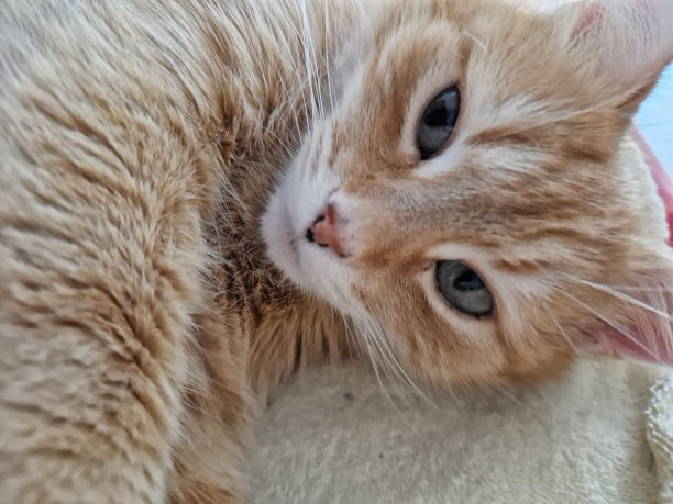 姜猫睡觉的照片图片下载