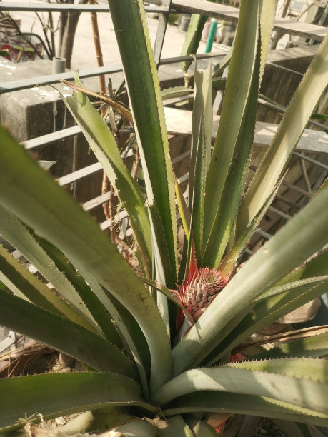 在花盆里种菠萝图片下载