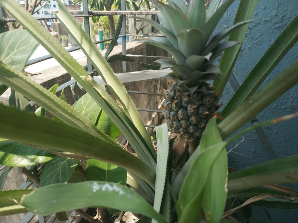 在花盆里种菠萝图片下载