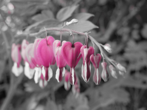 一排流血的心图片下载