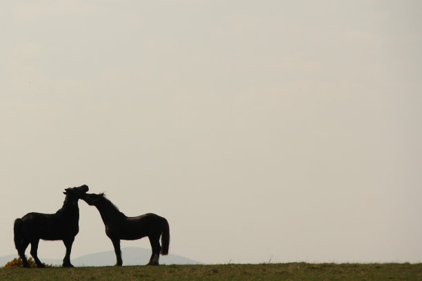 马在剪影中用鼻子蹭图片下载