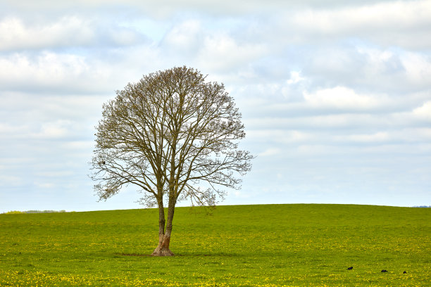 丹麦冬末的大自然。图片下载