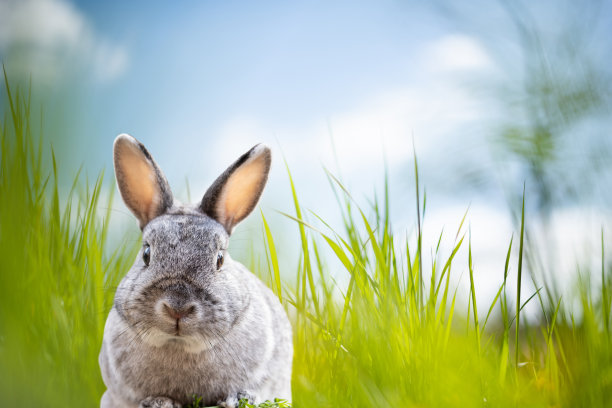 复活节贺卡与兔子和复制空间为您的文字图片下载