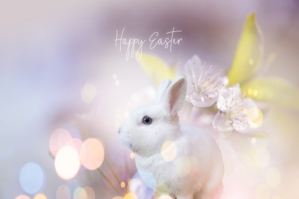 印有兔子及文字“复活节快乐”的复活节贺卡图片下载