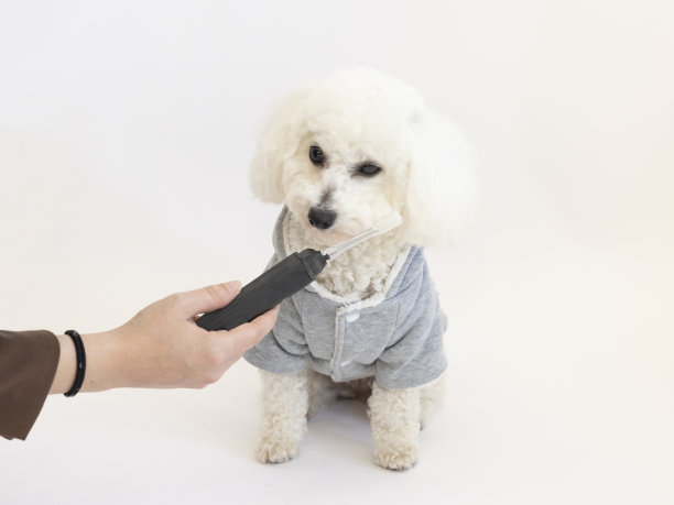 特写的人刷牙的狗在白色背景图片下载