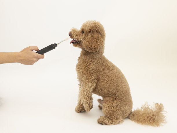 狗的牙齿健康图片下载