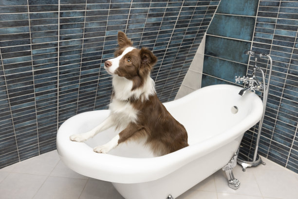 浴缸里的狗的肖像图片下载