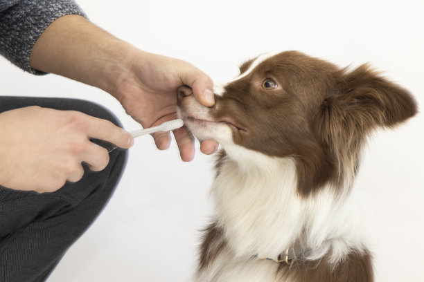 特写的人刷牙的狗在白色背景图片下载