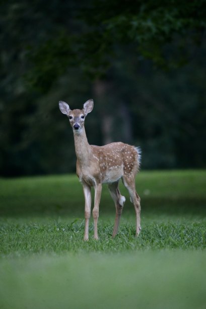 草地上的一只小鹿图片下载