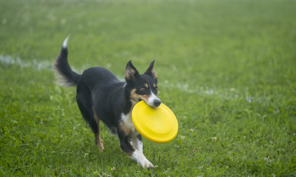 一只狗在草地上玩飞盘图片下载