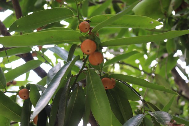 来自孟加拉国的一种令人惊叹的橙色果树图片下载