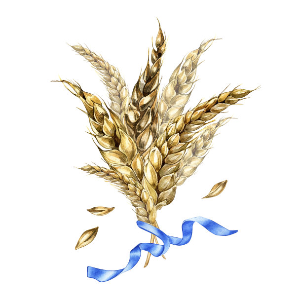 小麦穗束和丝带水彩画孤立在白色。图片下载