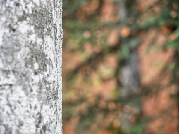 树林里的抽象图片，前景是树干，背景是散景灯图片下载