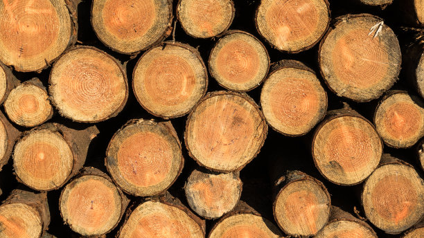 木桩前视图图片下载