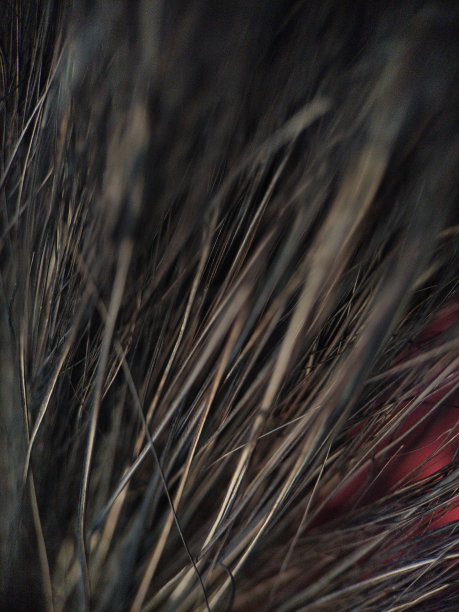 微缩图像，手掌纤维扫帚，黑色，像坚硬的黑色头发。图片下载